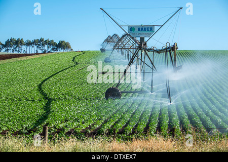 Bewässerten Kulturen im Norden Tasmaniens Stockfoto