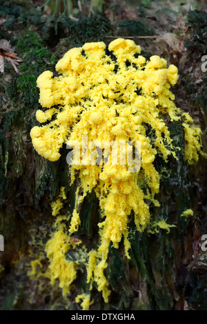 Schwefel-Schleim-Pilz Stockfoto