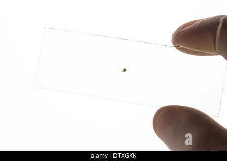 Behandschuhte Hand, die wissenschaftliche Folie Stockfoto