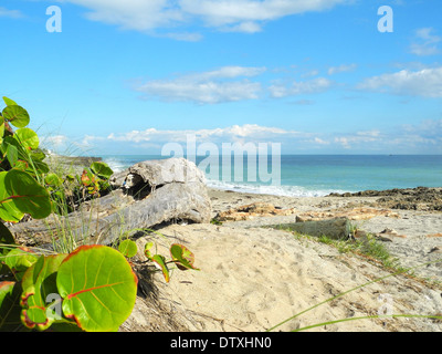 Treibholz am Strand die gewaltige Kraft des Wassers angetrieben dieses riesige Stück Treibholz auf eine hohe Neigung am Strand. Stockfoto