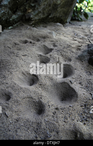 Antlion Bodenfallen unter Sandstein Red River Gorge Kentucky larvale form Stockfoto