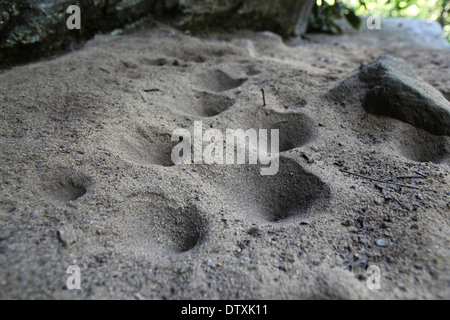 Antlion Bodenfallen unter Sandstein Red River Gorge Kentucky larvale form Stockfoto