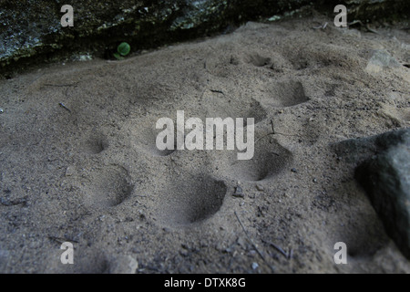 Antlion Bodenfallen unter Sandstein Red River Gorge Kentucky larvale form Stockfoto