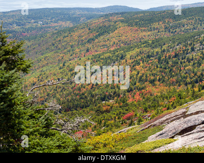 Farben des Herbstes an den Hängen des Mount Cadillac. Leuchtend rot-orange und gelb spritzte zwischen den grünen Fichten Stockfoto