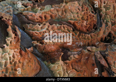 Waben in Sandstein Felsen Erosion Red River Gorge Kentucky Verwitterung Stockfoto