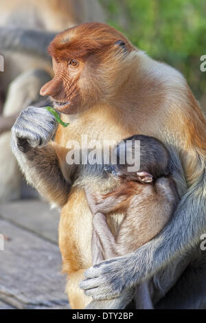 Proboscis Monkey Stockfoto