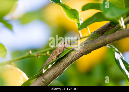 Heuschrecke sitzt auf einen Zweig der Zitronenbaum, Nahaufnahme Stockfoto