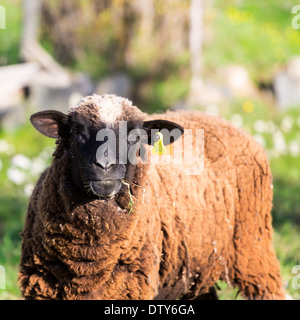 Braun wollige Schafe auf grüner Wiese Hintergrund Stockfoto