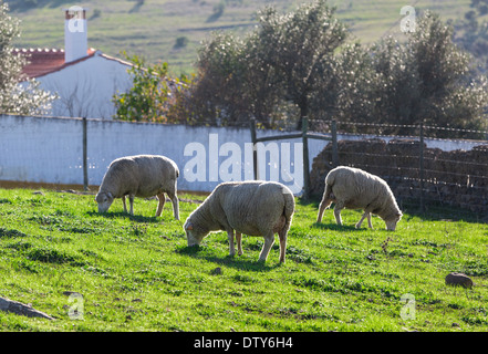 Gruppe der weißen Schafe weiden auf grüner Wiese Stockfoto