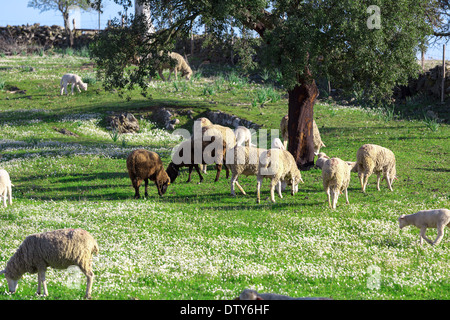 Gruppe der weißen Schafe weiden auf grüner Wiese Stockfoto