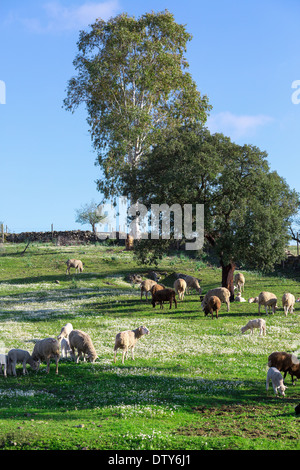 Gruppe der weißen Schafe weiden auf grüner Wiese Stockfoto