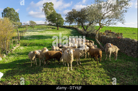 Gruppe der weißen Schafe weiden auf grüner Wiese Stockfoto