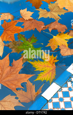 Maria Luisa Park, Teich mit trockenem Laub schweben im Wasser, Sevilla, Andalusien, Spanien, Europa Stockfoto