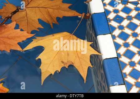 Maria Luisa Park, Teich mit trockenem Laub schweben im Wasser, Sevilla, Andalusien, Spanien, Europa Stockfoto