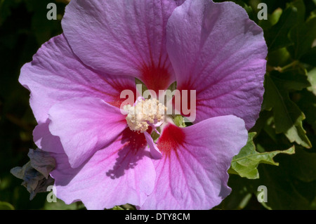 Rose von Sharon (Hibiscus Syriacus), Alamillo Park, Sevilla, Region Andalusien, Spanien, Europa Stockfoto