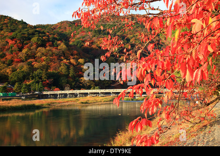 Blätter im Herbst Stockfoto