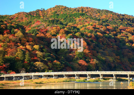 Blätter im Herbst Stockfoto