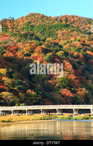 Blätter im Herbst Stockfoto