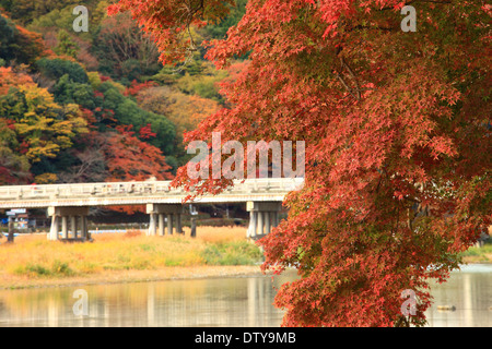 Blätter im Herbst Stockfoto