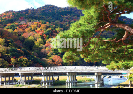 Blätter im Herbst Stockfoto