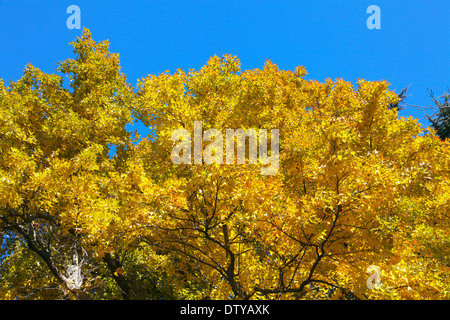 Blätter im Herbst Stockfoto