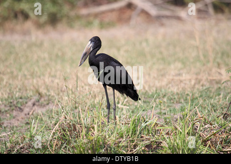 Afrikanische Open-billed Storch in Uganda Stockfoto