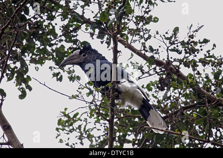 Schwarz und weiß casqued Hornbill in Uganda Stockfoto