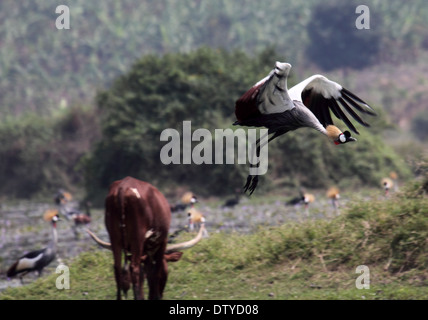 Grey gekrönt Kran in Uganda Stockfoto