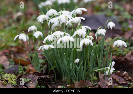 Galanthus Nivalis. Schneeglöckchen wachsen am Rande eines Waldes Garten. Stockfoto