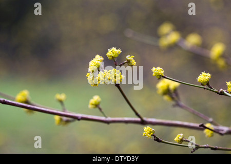 Cornus Officinalis Blüte. Stockfoto