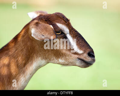 Toggenburg hornlosen Ziege Stockfoto