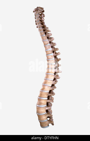 Spinale Knochen Stockfoto