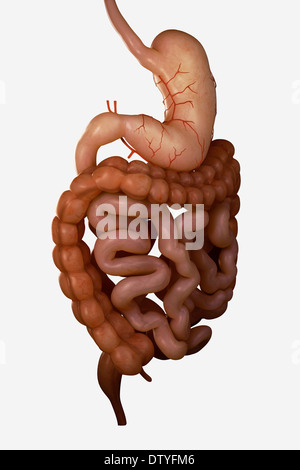 Verdauungssystem Stockfoto