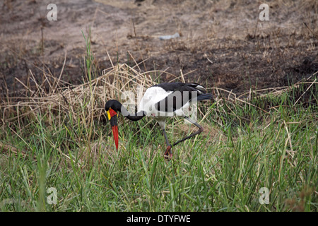 Sattel in Rechnung Storch Jagd im sumpfigen Boden in Uganda Stockfoto