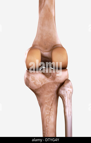 Rechtes Knie Knochen Stockfoto