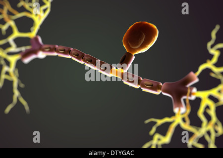 Unipolare Neuron Stockfoto