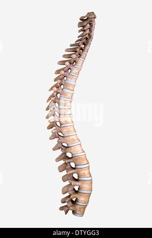 Spinale Knochen Stockfoto