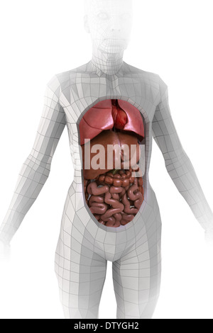 Anatomie des Menschen Stockfoto