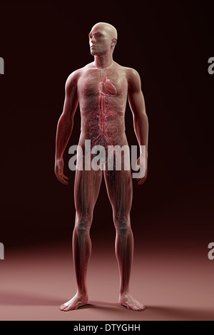Männliche Anatomie Stockfoto