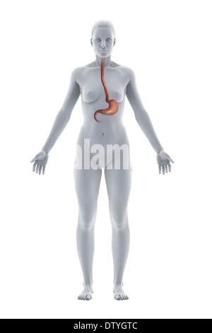Magen-Anatomie Stockfoto