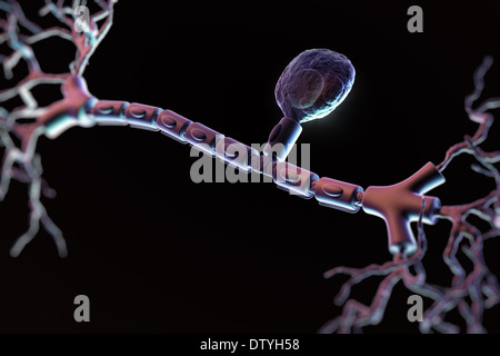 Unipolare Neuron Stockfoto