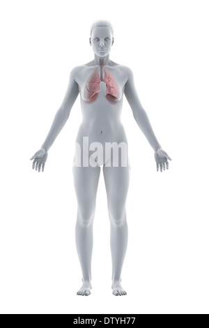 Atemwege Anatomie Stockfoto