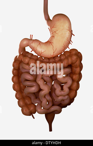 Verdauungssystem Stockfoto