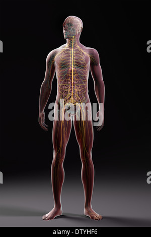 Männliche Anatomie Stockfoto
