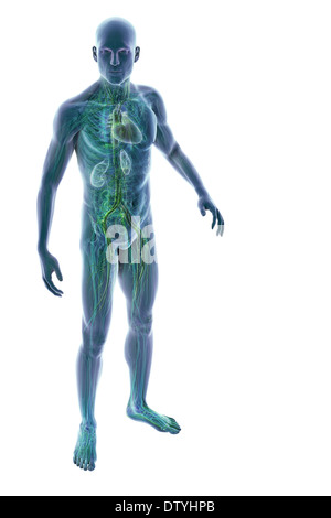 Männliche Anatomie Stockfoto