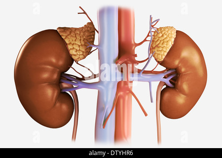 Anatomie der menschlichen Niere Stockfoto