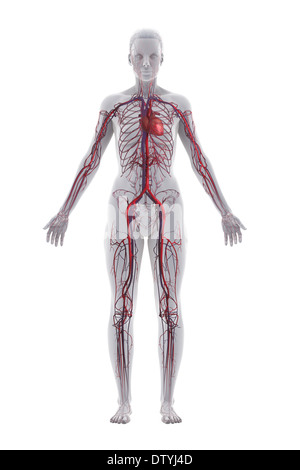 Herz-Kreislauf-System Stockfoto