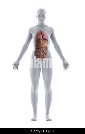 Weibliche Anatomie Stockfoto