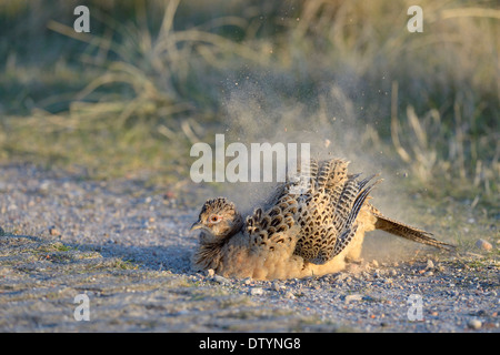 Gemeinsamen Fasan (Phasianus Colchicus), Henne Baden Staub-von der Strecke, Dünen von Texel National Park Texel Stockfoto