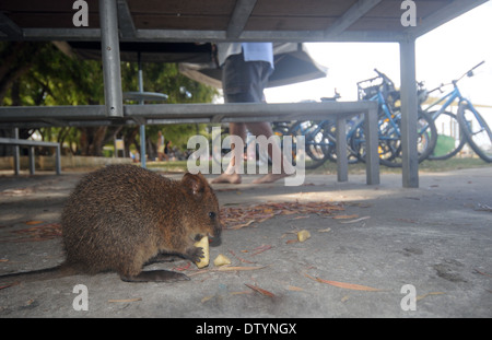 Quokka (Setonix Brachyurus) Futter für Schrott unter Picknick Tischen, Rottnest Island, Western Australia Stockfoto